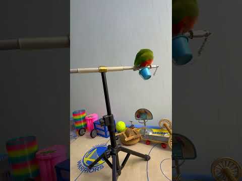 Bird Training : Smart lovebird Parrot | Smart Little Cute Parrot #training #smartparrot #cute