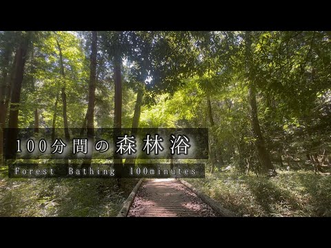 【100分間の森林浴】作業用　癒し　瞑想