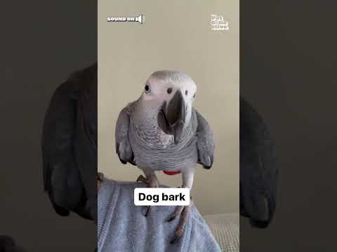 Super Smart Parrot Identifies Sounds