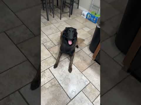 Incredible Breakdancing Dog!