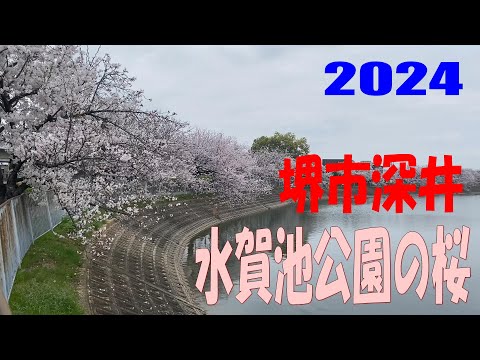 水賀池公園の桜 (2024.04.07)