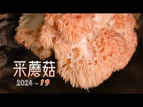 白马雪山采蘑菇1：猴头菇，金耳采不停，又爆篮了！采蘑菇