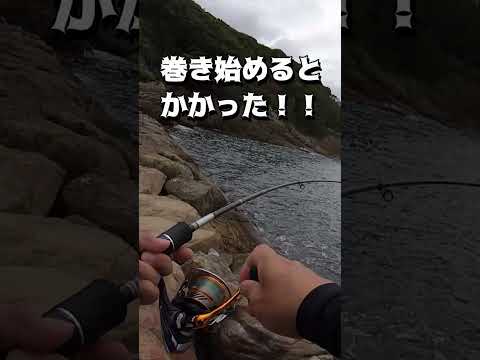 ワームで知らない魚が釣れた。#shots