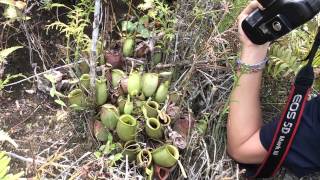 熱血阿傑❤️生態蘋果豬籠草在哪裡？在這裡呀（路邊）！！ Nepenthes ampullaria