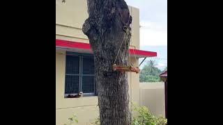 Daamal Damodara perumal sthala vritcham vilavam tree view  #hindutemple #hindudeity #templehistory