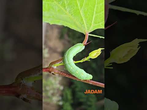 Convolvulus hawk-moth eats up the grape leaves. What should we do?! 포도박각시나방이 포도잎을 싹 먹어치운다. 어쩌나~