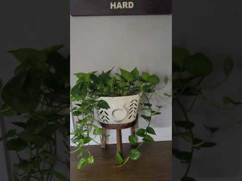 Planter makeover https://vm.tiktok.com/ZMdvx3VmH/