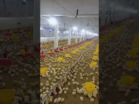 poultry farm #broilerchicks #poultryfarmbusinessplan #broiler_poultry_farm