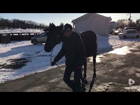 ノルマンディー2018 二次募集馬