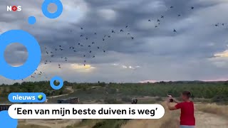 Duizenden waardevolle duiven zoek door onweer