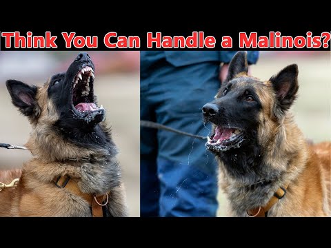 Is the Belgian Malinois Your Perfect Match?