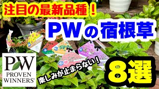 ◆注目の新品種【PW宿根草】おすすめ『8選』秋に植えて春に楽しむ🌱