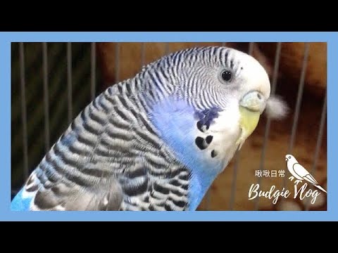 02｜鸚鵡日常｜長鼻毛了🪶｜虎皮鸚鵡 Budgie セキセイインコ｜chuchu啾啾鳥日常