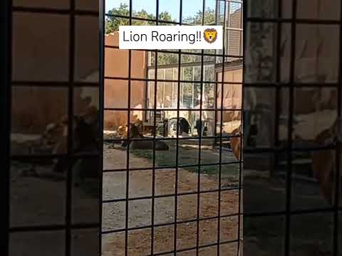 Caged Lions!!#lion #animals #cat #wildanimal #wildanimal #shortsfeed #shortvideo #roar #animal