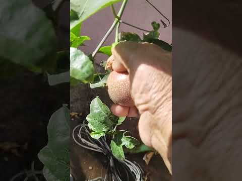 Passion fruit harvest and.  Apricot fruit views