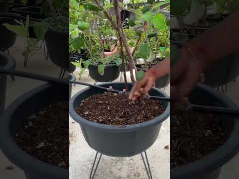 Let’s grow coriander and Fenugreek ❤️ from seeds