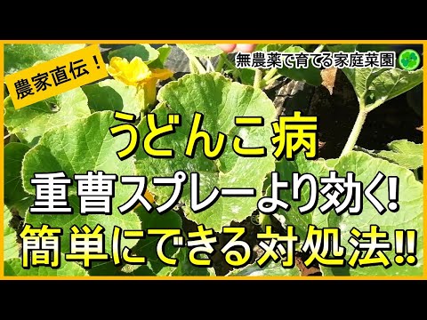 【うどんこ病】今年は要注意！正しいうどんこ病予防と対策を徹底解説！【有機農家直伝！無農薬で育てる家庭菜園】　24/6/15