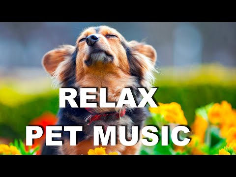 Best relaxing music for dogs to sleep