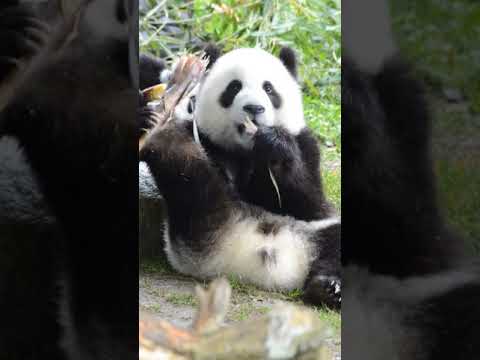 パンダが竹を食べて手足を併用する 😂 Cute panda eating bamboo with hand and foot