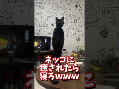 ネッコの動画で癒されたら寝ろｗｗｗ　#2ch #2chまとめ 動物スレ #2ch面白いスレ #動物 #犬 #猫 #癒やし #ねこ動画