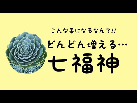 『七福神』こんな事になるなんて!!どんどん増える七福神。#七福神 #多肉植物#無限七福神