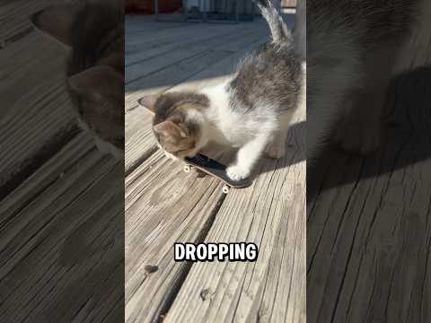 TEACHING KITTIES TO FINGERBOARD #fingerboard #fingerboarding #lcboards #skate #skating #kitties #cat