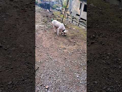 Tipsy caught hold of a Mouse| #fjfarms #dogs #farmlife #mouse #backyardchicken #viral #shortsvideo