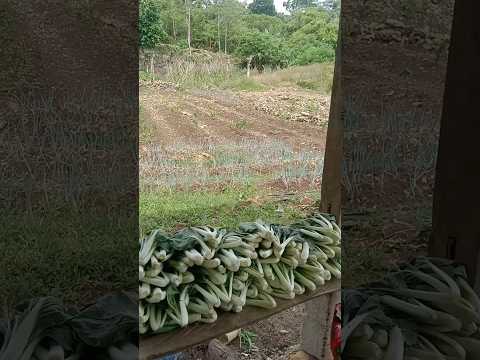 Fresh vegetables and fruit #freshfromfarm #fresh #freshfromgarden