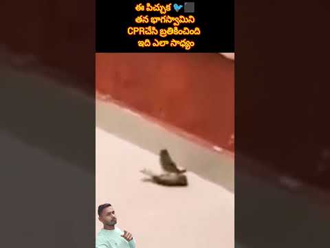 ఈ పిచ్చుక🐦CPR చేసి మరో పిచ్చుకని బ్రతికించింది👌#shorts #ytshots  #omg