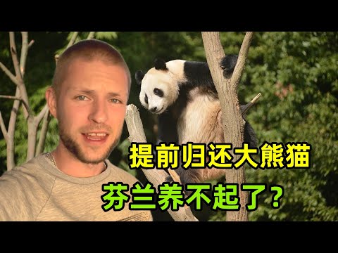 芬蘭動物園提前歸還大熊貓，養不起了？養大熊貓一年要花多少錢？