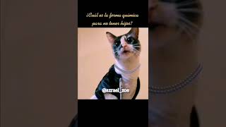 FÓRMULA #azrael_zoe #humor #gatoschistosos #funnycats #chistes #comedia #catshorts #michisgraciosos