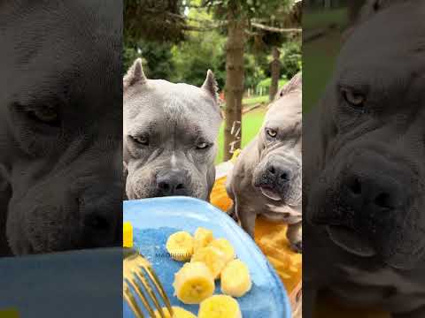 Comer Brincar e Relaxar #americanbully 🐾