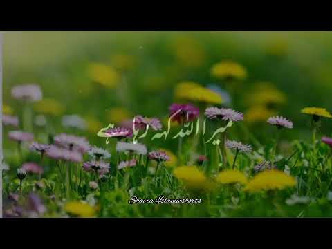 Nabi Paak 'ﷺ' Se Wafa 🥀 | Islamic WhatsApp Status |