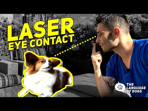 Teach Dogs Focus And Patience  W/ Dog Expert Justin Silver