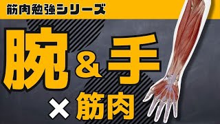 【腕/手×筋肉】腕〜手の動き＆主要な筋肉がすべてわかる動画