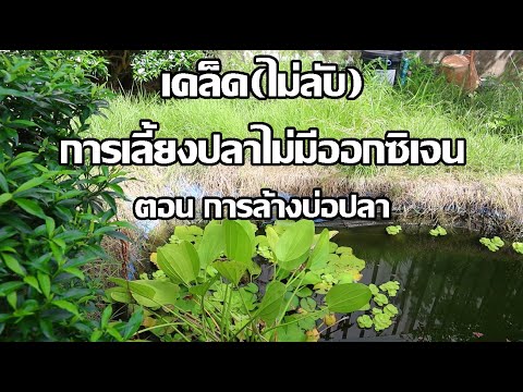 เคล็บ(ไม่ลับ)เลี้ยงปลาไม่ใช้ออกซิเจน | การปรับตัวและการอยู่รอด | วิธีล้างบ่อปลาคราฟ