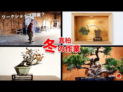 Winter work on juniper. Has it been decided that a workshop will be held by Hiru-san? [Bonsai Q]