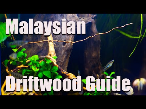 Is Malaysian Driftwood A Good Choice For Your Aquarium?