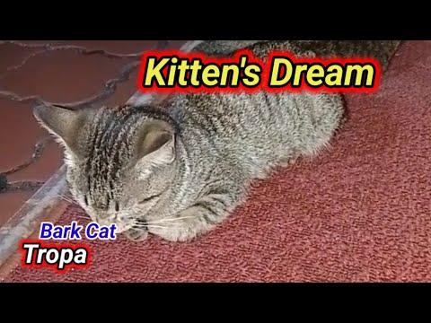 "Whispers of Sleep, a Kitten's Dream"