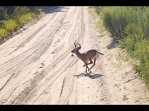 DEER HUNTING WITH DOGS!!! BUCK COMES BY FIRST HUNT OF THE SEASON!!!