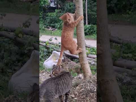 Cat vs cat #shorts