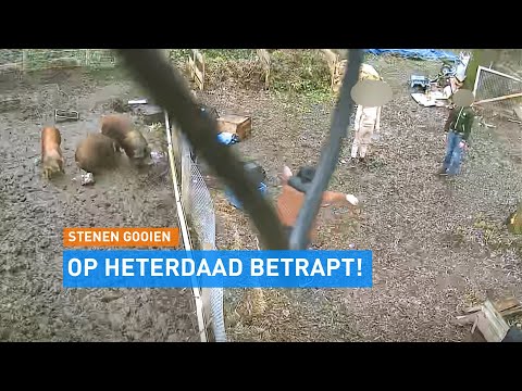 TUIG GOOIT stenen naar VARKENS en SLOOPT buurtboerderij | Hart van Nederland