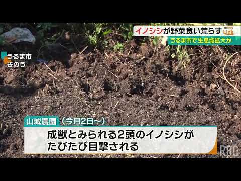 イノシシが葉野菜食い荒らす うるま市の農園に出没