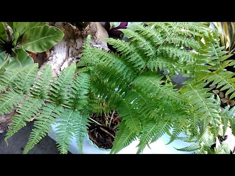 HOW TO PLANT EAGLE FERN / Bracken Fern by ANAK BUKID