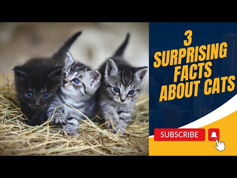 Feline Mysteries : 3 Surprising Facts About Cats