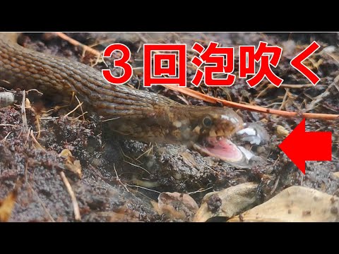 ヒバカリが３回も泡を吹いた瞬間