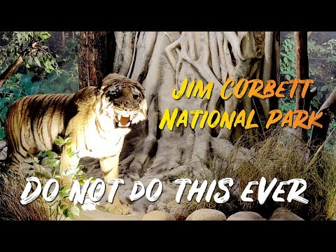 Things to know before going to Jim Corbett National Park | Home of Bengal Tigers