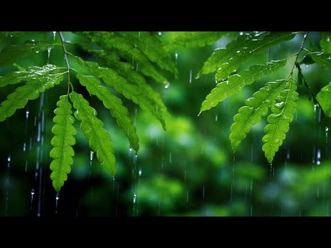 無廣告版 🎶 流水音樂 🎶 水聲音樂, 睡眠轻音乐, 白噪音, 睡眠音樂 輕柔鋼琴和大自然流水聲&鳥鳴聲 ☕ 讀書 & 專心 & 紓壓