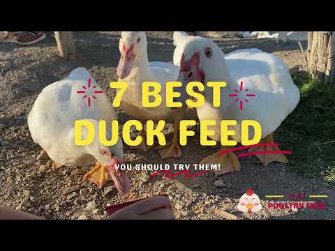 7 Best Duck Feeds in 2021 - The Poultry Feed