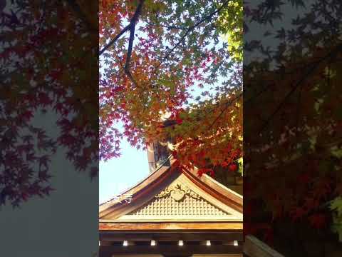 #京都 #龍安寺 #秋 #紅葉